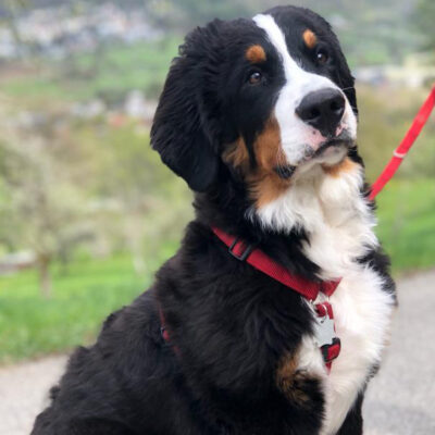 Akela_1200