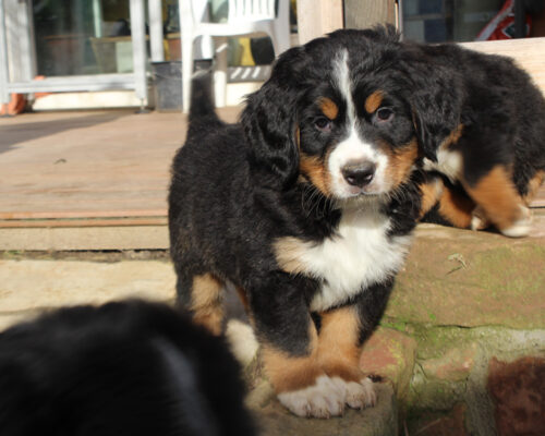 Bild7_8wochen