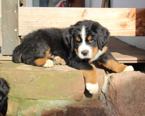 Bild8_8wochen