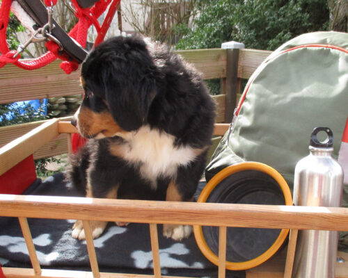 Bild8_9wochen