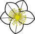 Christrose Christrose