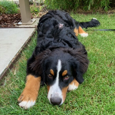Heidi_1200