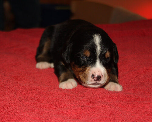HerrRot_2wochen