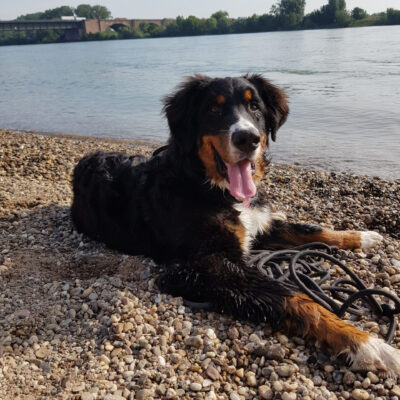 Koda_1200